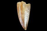 Raptor Tooth - Real Dinosaur Tooth #102386-1